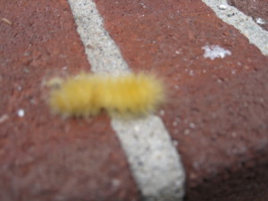 Fuzzy yellow caterpillar