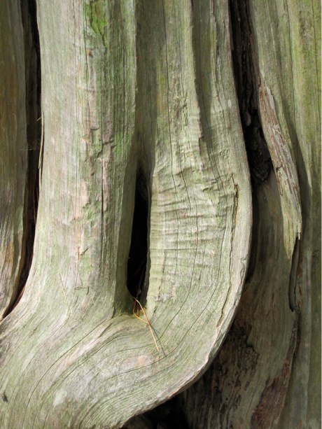 Folds in the bark of a tree